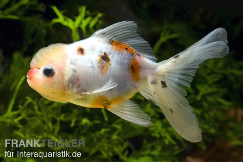 Oranda calico, Carassius auratus (Kaltwasser)