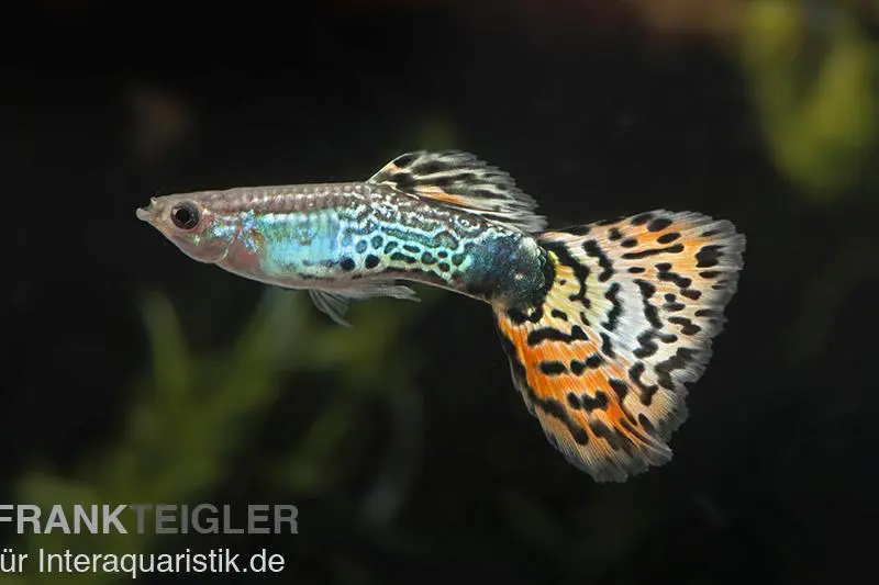 Guppy Leopard, Poecilia reticulata