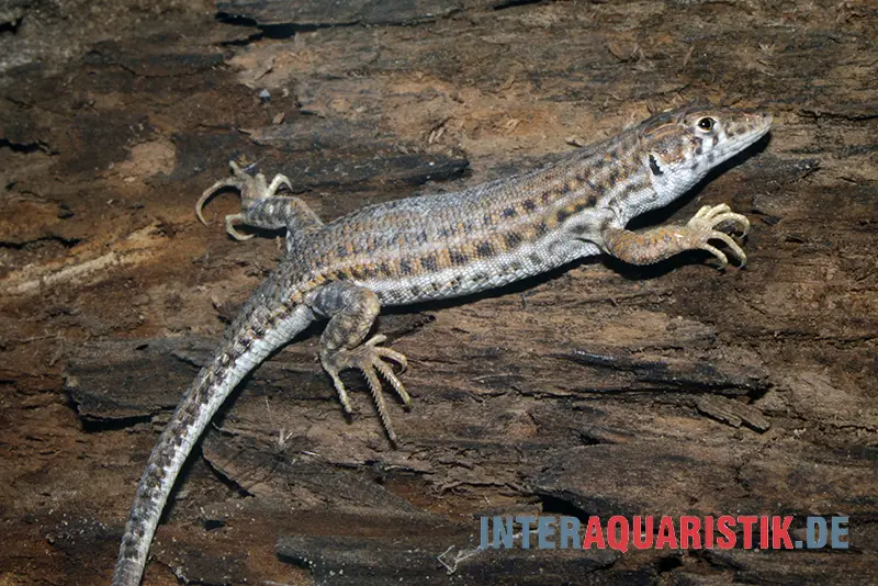 Franseneidechse, Acanthodactylus boskianus