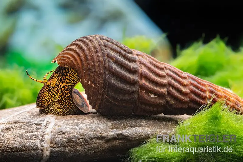 Leopard-Tylomelania, Tylomelania patriarchalis var. Yellow Rabbit