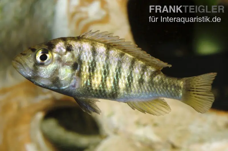 Haplochromis nyererei "Red Head", DNZ