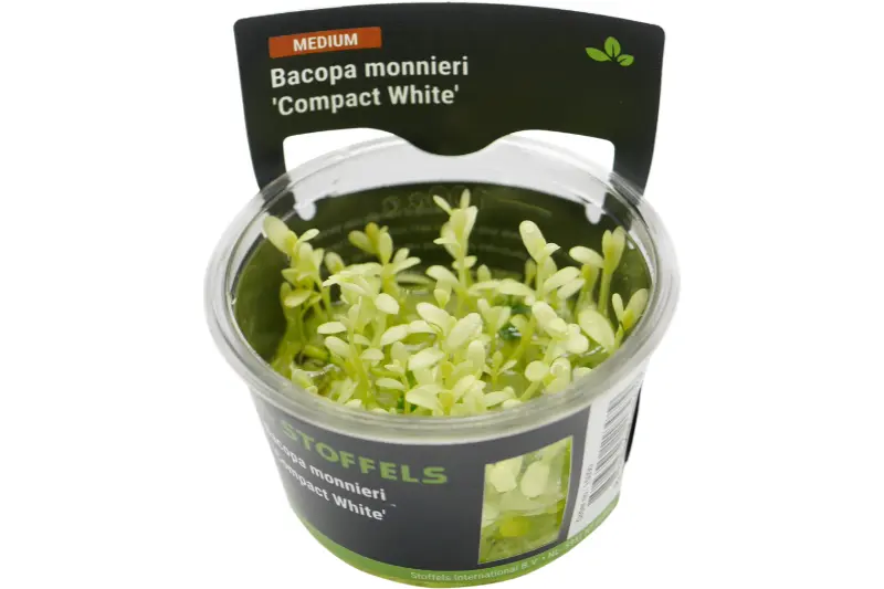 Kleines Fettblatt, Bacopa monnieri "Compact White", In Vitro