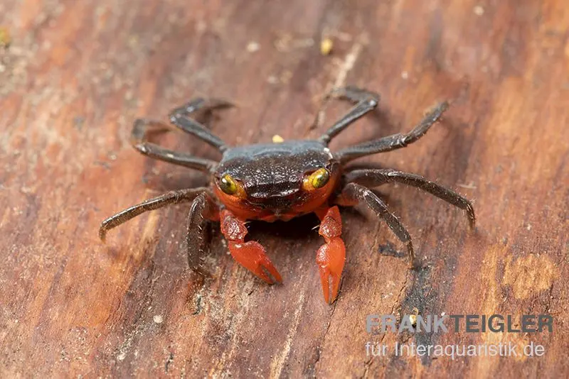 Banyumas-Vampirkrabbe, Geosesarma noduliferum