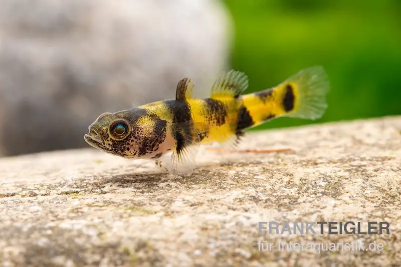 Zwerggoldringelgrundel, Brachygobius xanthomelas