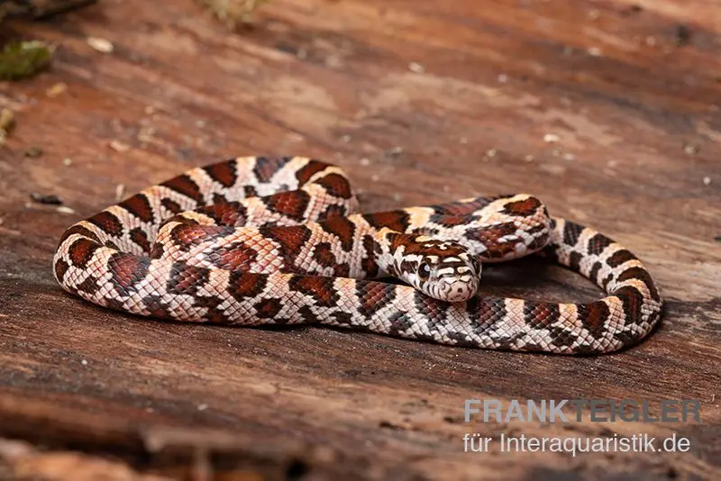 Kornnatter, Pantherophis guttatus SUPER