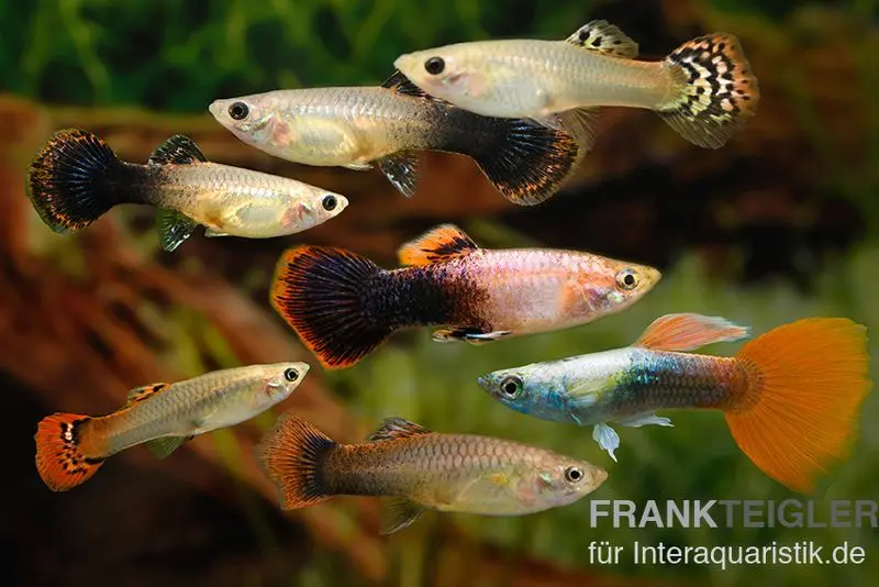 Guppy Zucht-Mix 2, Poecilia reticulata, 2M 5W