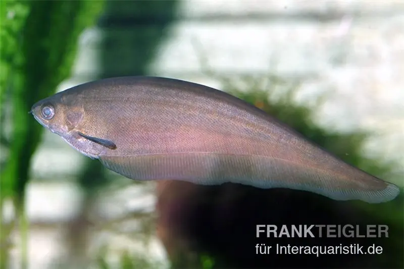 Afrikanischer Messerfisch, Xenomystus nigri