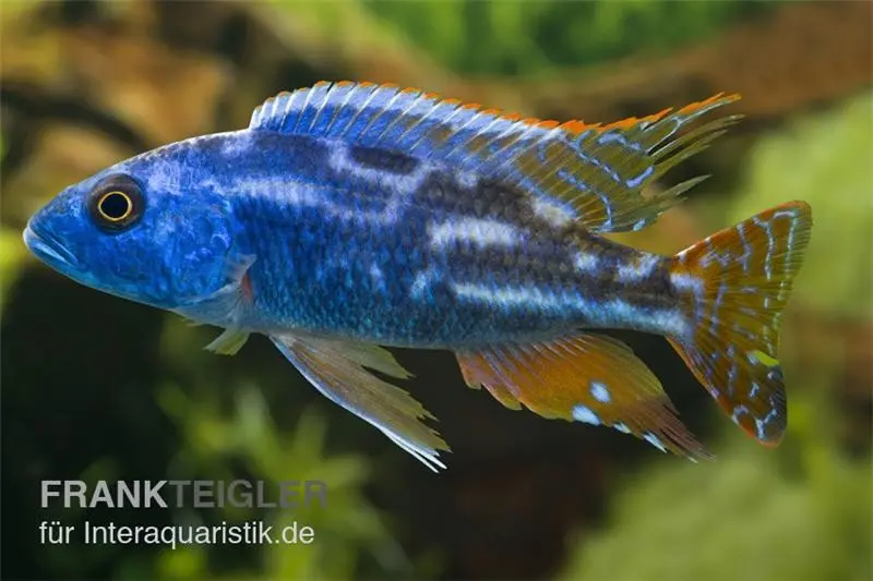 Blauer Leopard-Maulbrüter, Nimbochromis fuscotaeniatus, DNZ