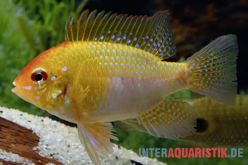 Goldener Rotkopf-Schmetterlingsbuntbarsch, Mikrogeophagus ramirezi,