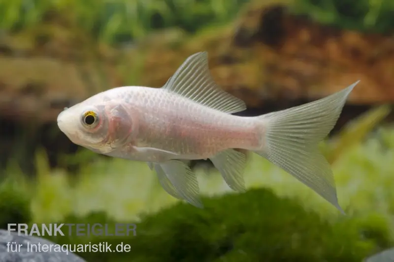 Goldfisch Komet weiß, Carassius auratus (Kaltwasser)