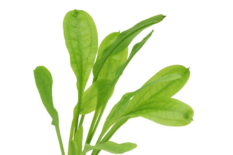 Samolus Schwertpflanze, Echinodorus grisebachii "Tropica", im Topf