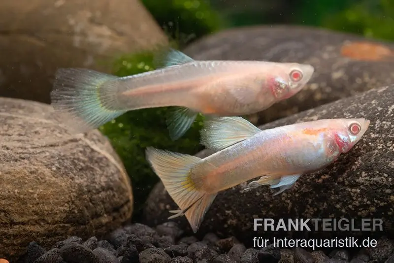 Platinum Guppy, Poecilia reticulata, Männchen