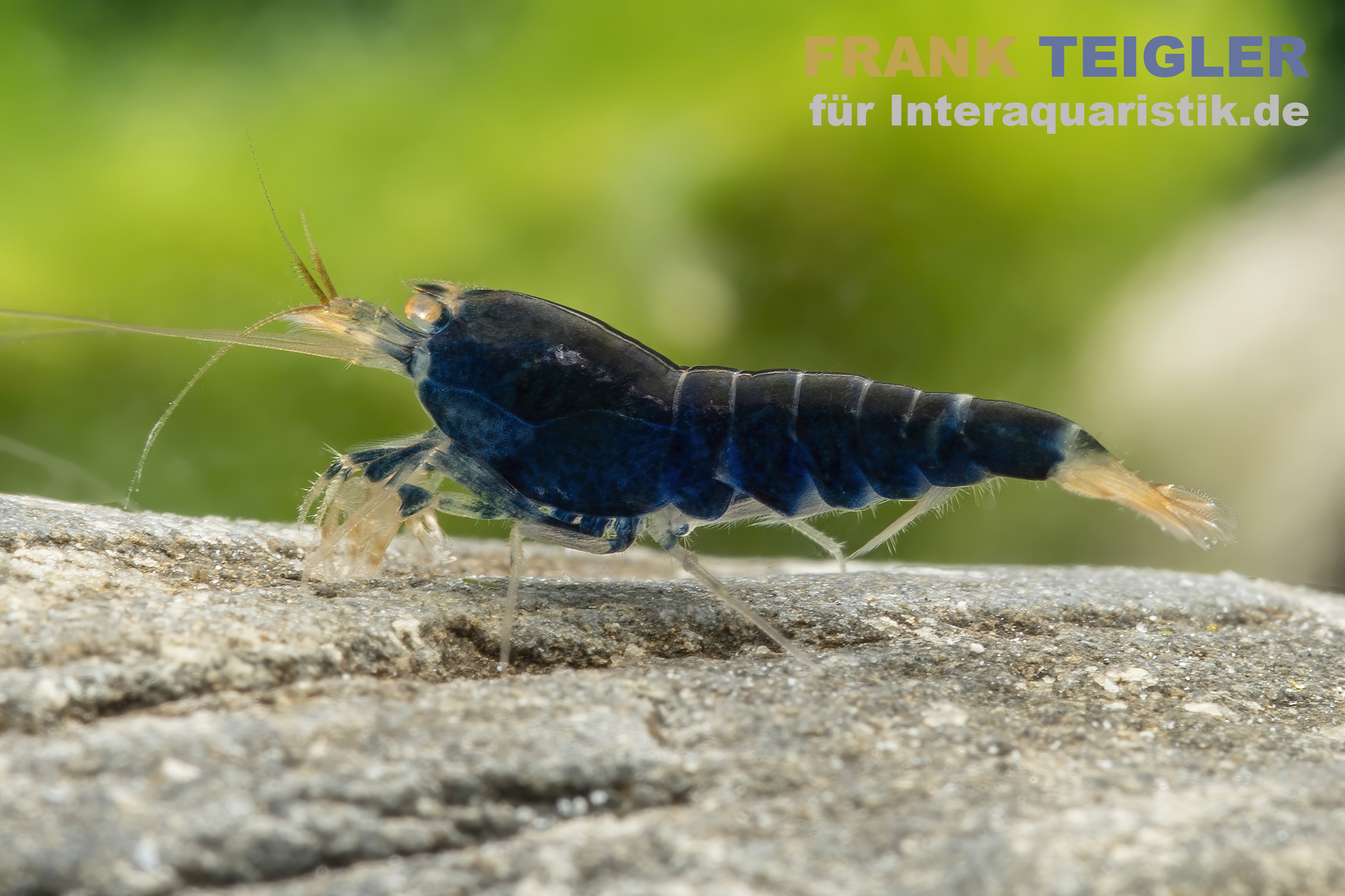 Blaue Tigergarnele "Deep Blue", Caridina mariae