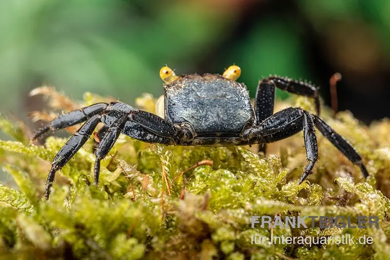 Gelbaugen-Vampirkrabbe, Geosesarma sp. "Yellow Eye" 