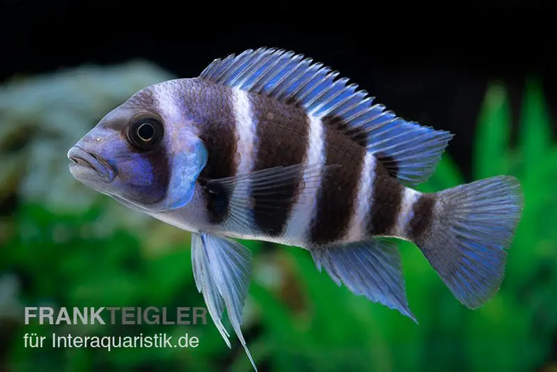 Beulenkopfcichlide Blue Zaire Mboba, Cyphotilapia frontosa Blue Zaire Mboba