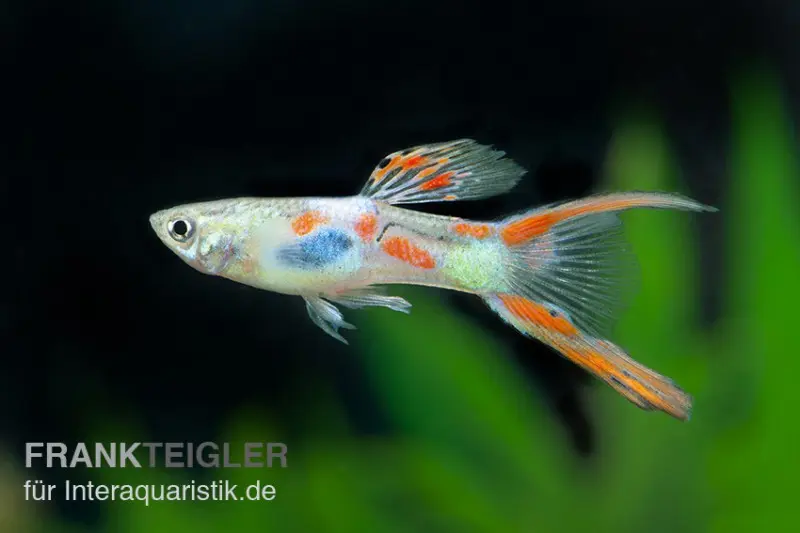 Guppy Gabelschwanz, Poecilia reticulata, Männchen