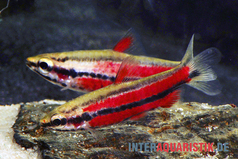 Purpur-Zwergziersalmler, Nannostomus rubrocaudatus