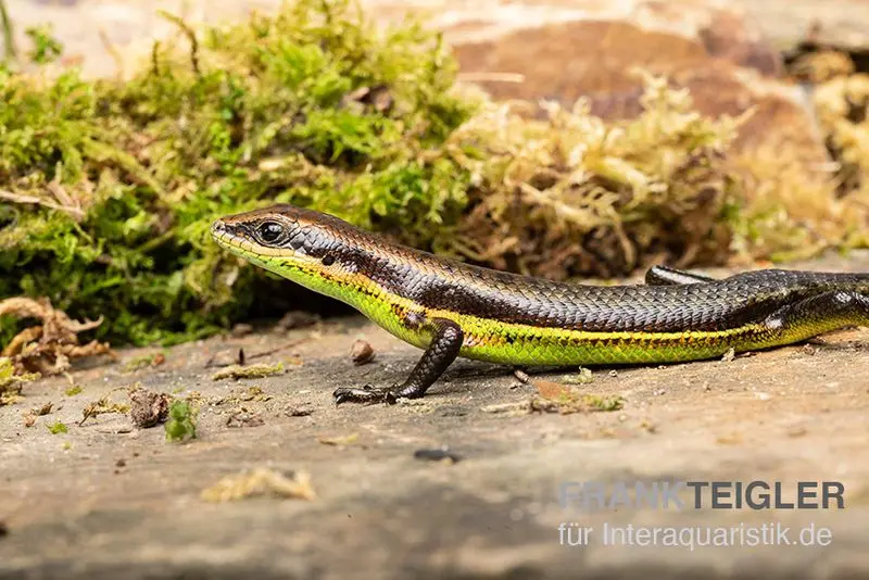 Afrika-Skink, Trachylepis polytropis