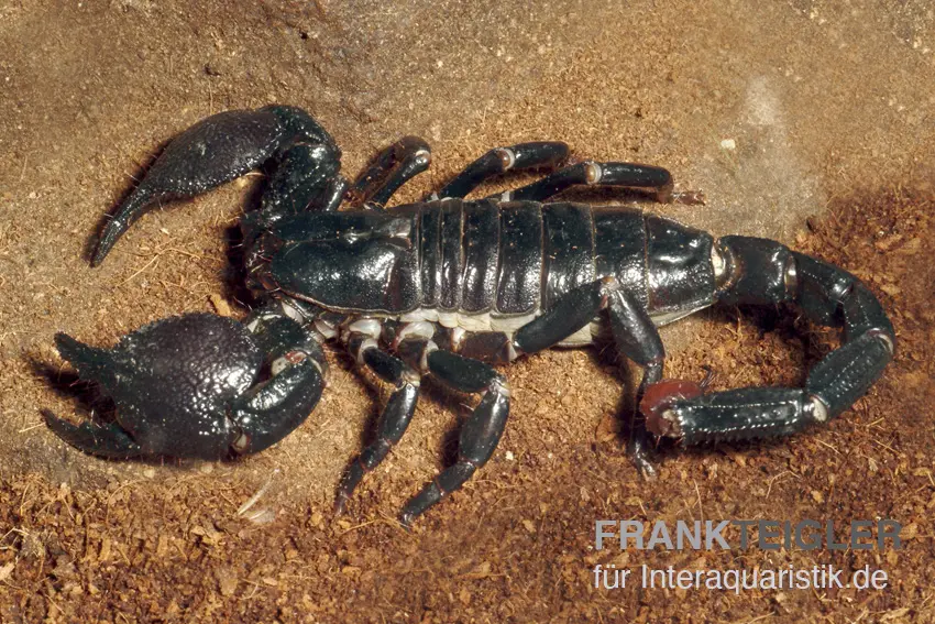 Kaiserskorpion, Pandinus imperator