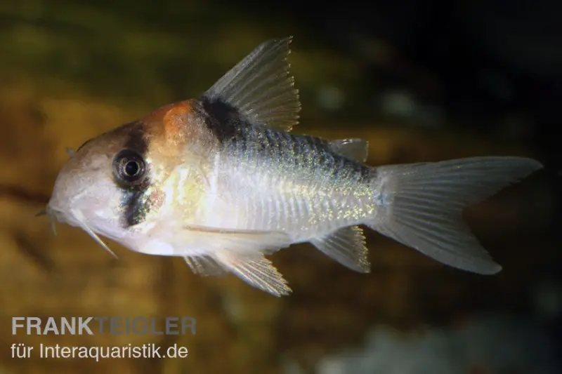 Adolfos Panzerwels, Corydoras adolfoi