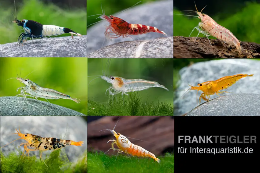 Caridina Zwerggarnelen-Farbmix