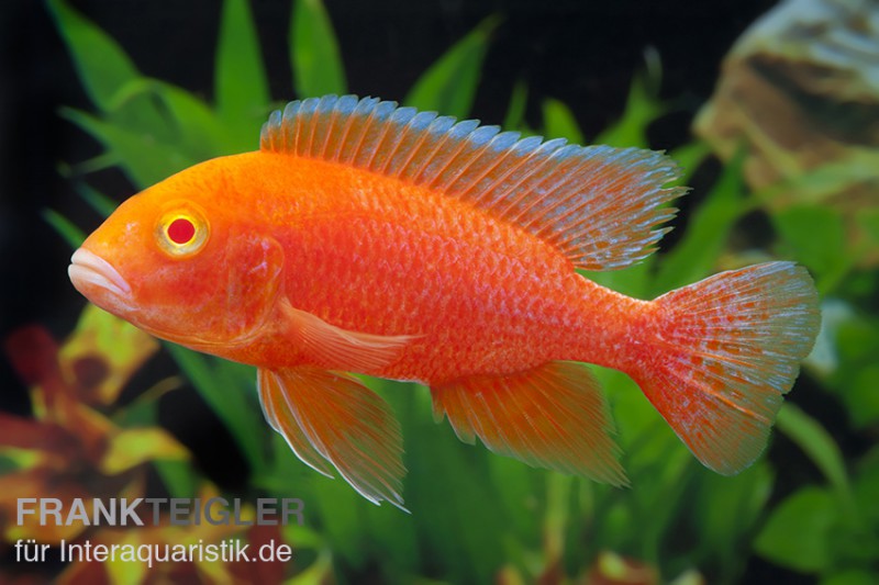 Aulonocara Firefish "Coral Red Albino"
