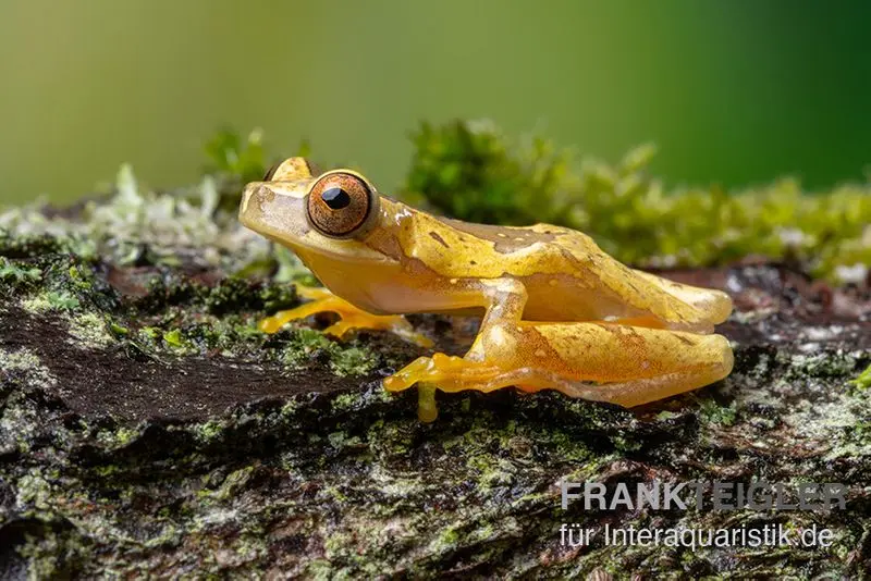 Sanduhr-Laubfrosch, Dendropsophus ebraccatus