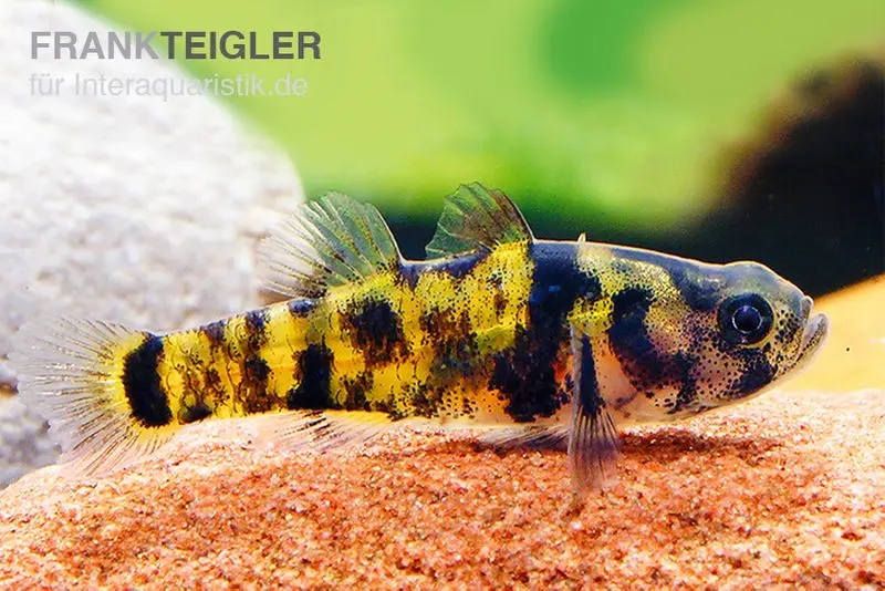 Ozelot-Goldringelgrundel, Brachygobius sp. "Ozelot", 5 Stück