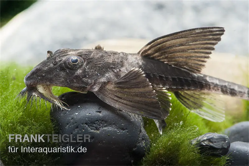 Maulbrütender Harnischwels, Loricaria simillima