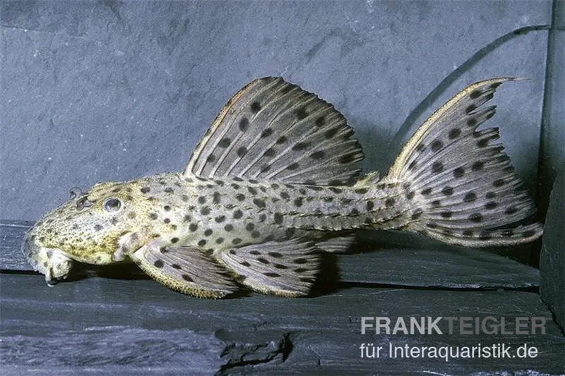 Punktierter Kaktuswels, L 160 Pseudacanthicus cf. spinosus, 10-12 cm