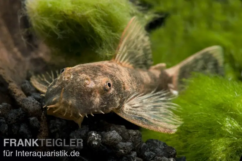 Roter Antennenwels, Ancistrus sp. LDA 16, DNZ