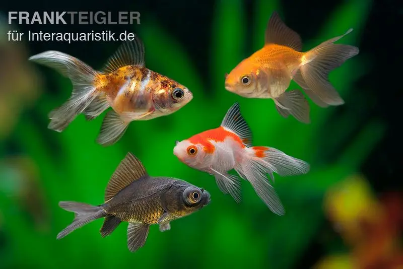 Schleierschwanz / Oranda MIX, Carassius auratus, (Kaltwasser)