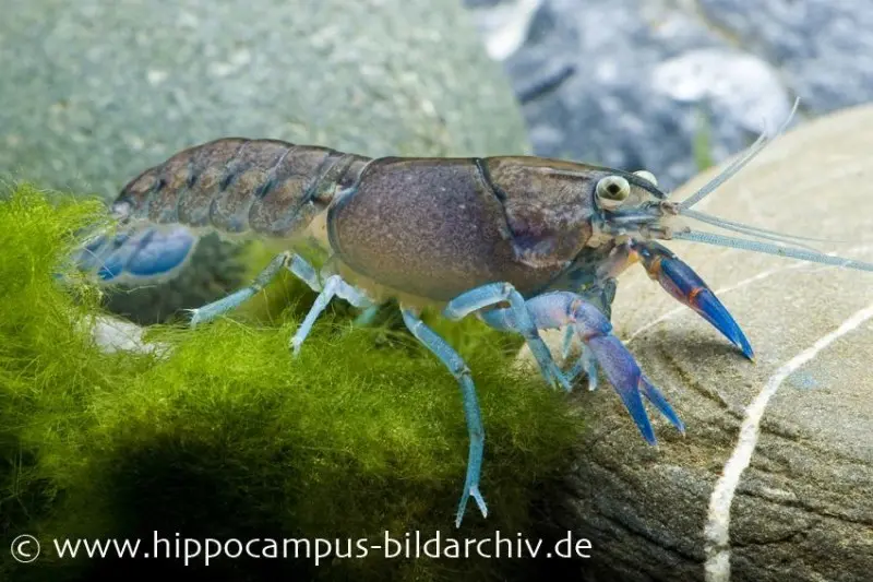 Yabby, Cherax destructor, Zufällig ausgewählt