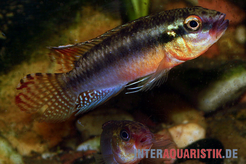 Sabinae-Zwergbuntbarsch, Congochromis sabinae