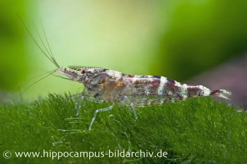 Ninja-Garnele, Caridina serratirostris