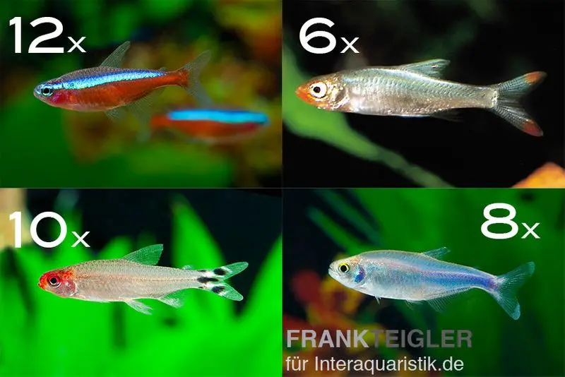 Zierfisch-Sortiment Salmler rot/blau ab 100 cm