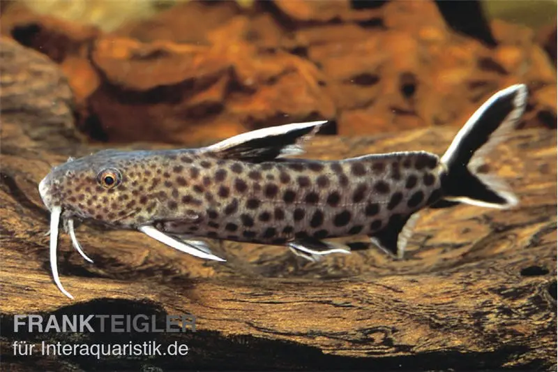 Kuckucks-Fiederbartwels, Synodontis petricola