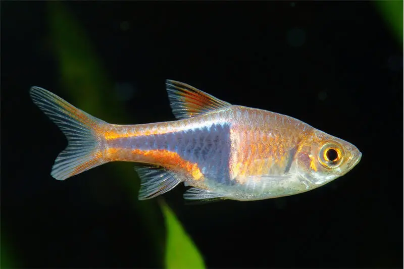 Keilfleckbarbe, Rasbora heteromorpha, DNZ