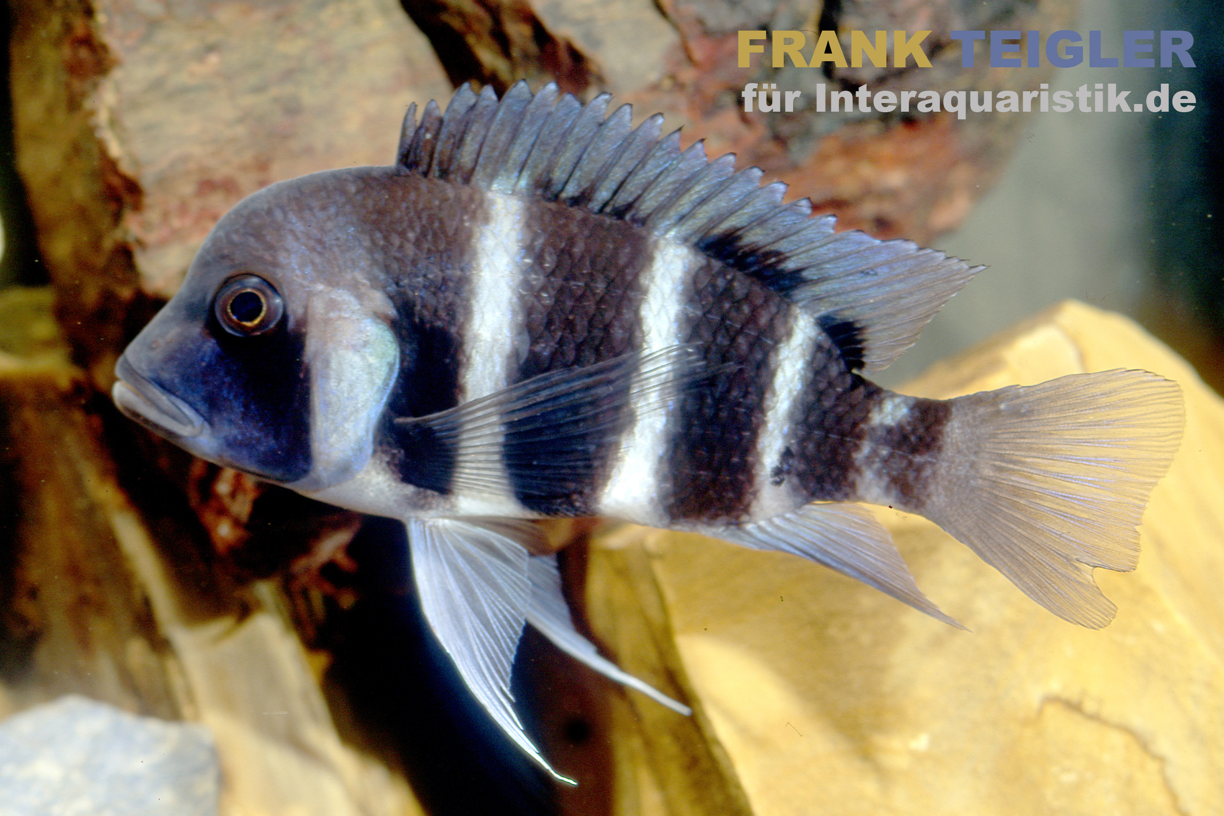 Beulenkopf-Cichlide Blau Mpimbwe, Cyphotilapia frontosa Blue Mpimbwe