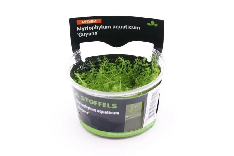 Grünes Tausendblatt, Myriophylum aquaticum "Guyana", im Topf