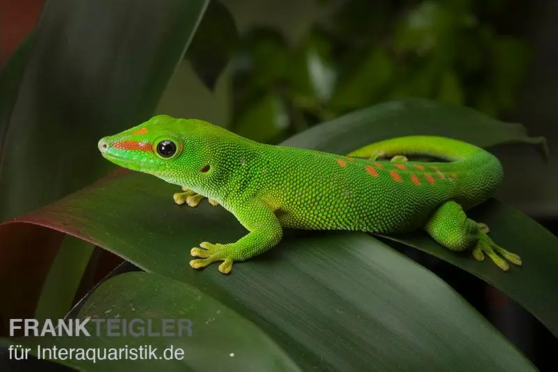 Grosser Madagaskar Taggecko, Phelsuma mad. grandis DNZ