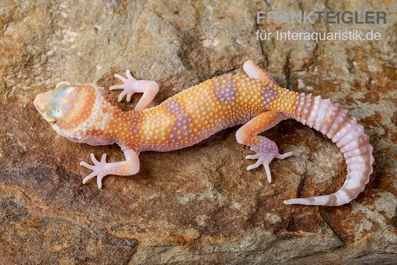 Leopardgecko, Eublepharis macularius, APTOR