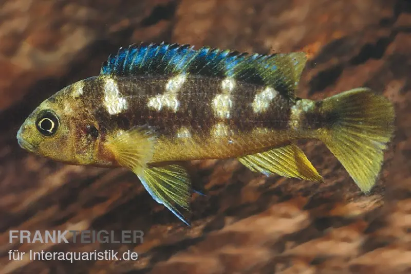 Chamäleon-Maulbrüter, Pseudotropheus crabro, DNZ