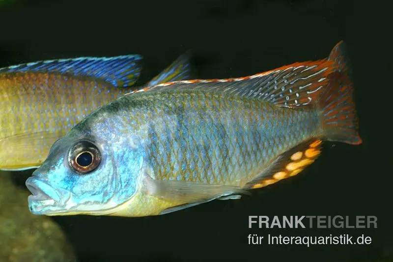 Chrysogaster-Cichlide, Naevochromis chrysogaster