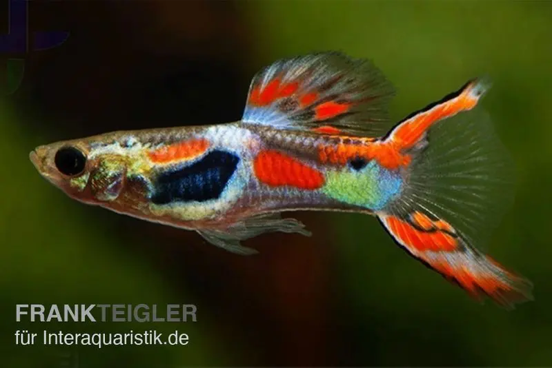 Roter Endlerguppy, Poecilia wingei