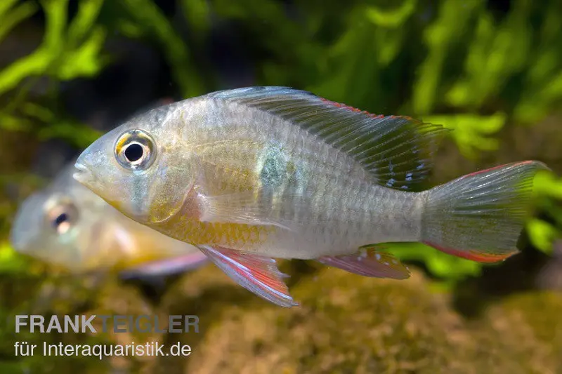 Bolivianischer Schmetterlingsbuntbarsch, Microgeophagus altispinosa