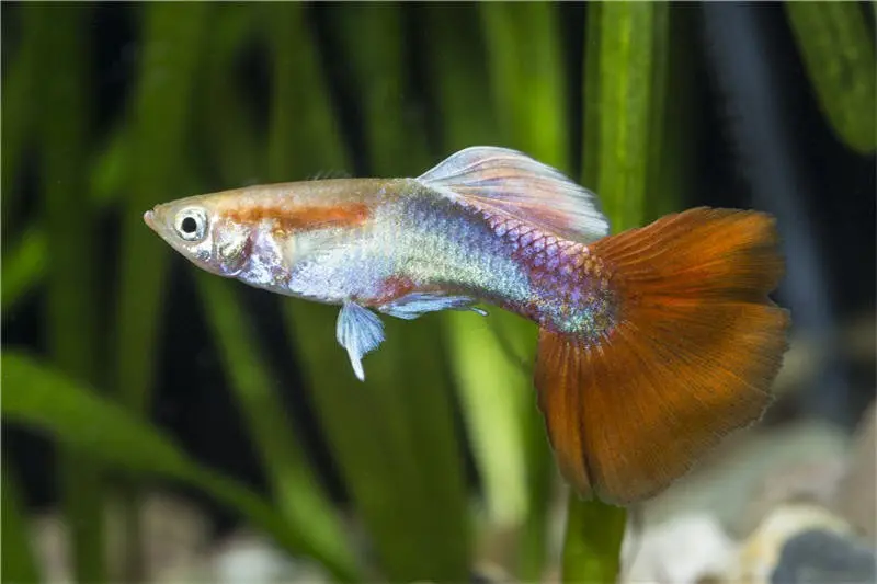 Guppy rot Tuxedo, Poecilia reticulata