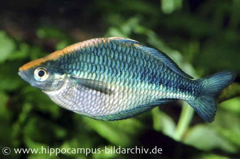 Türkis-Regenbogenfisch, Melanotaenia lacustris, DNZ 5-6 cm