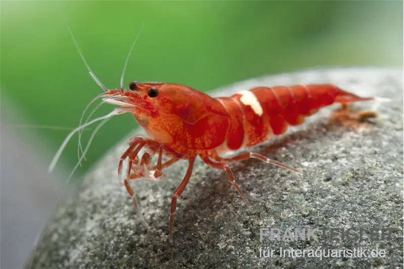 Taiwan Bee Red Ruby Garnele (Red King Kong)