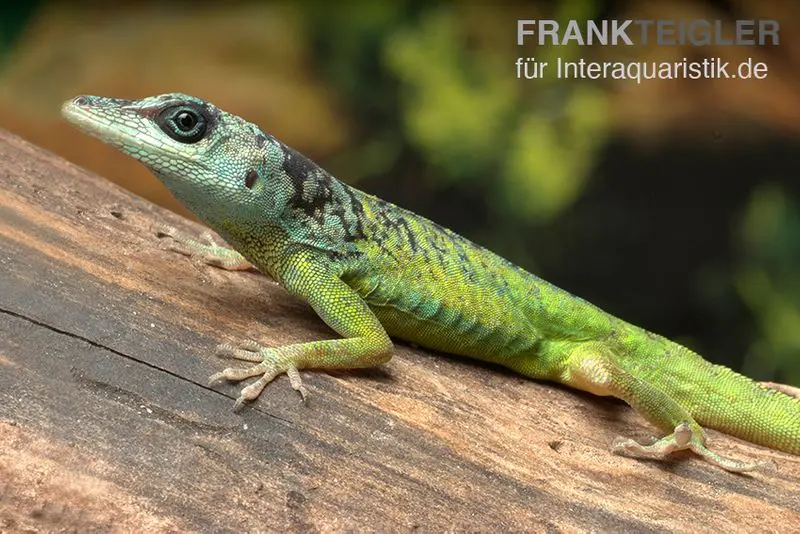 Blaugrüner Barbadosanolis, Anolis extremus, Paar